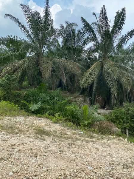 Negeri Sembilan 147 Acres Agricultural Land For Sale - 2