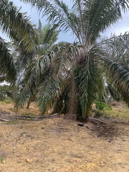 Negeri Sembilan 147 Acres Agricultural Land For Sale - 3