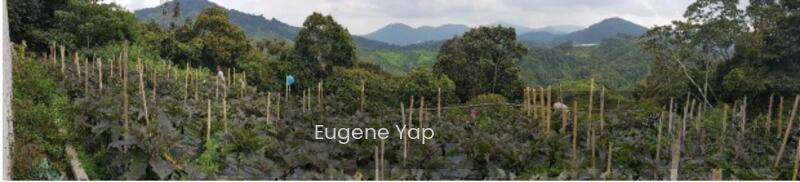Cameron Highlands - 3