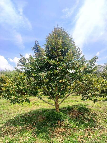 lenggong bukit sapi - 1