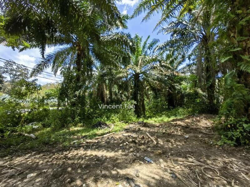31 Acres Freehold Oil Palm Main Road Frontage Sang Lee Raub - 4
