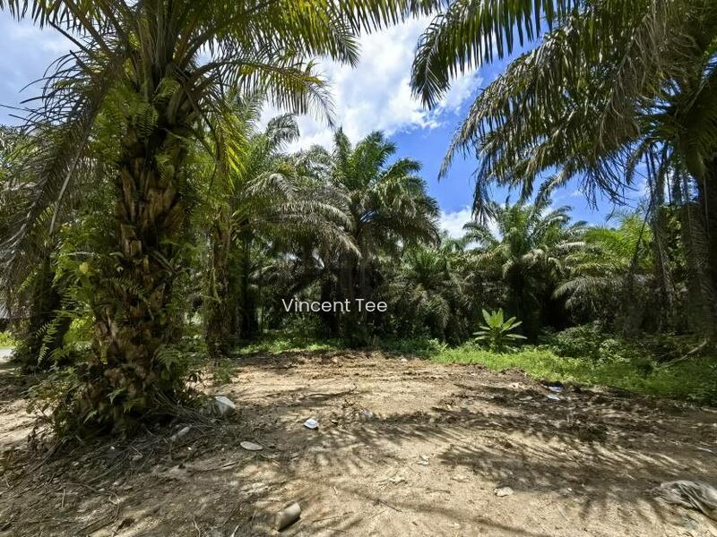 31 Acres Freehold Oil Palm Main Road Frontage Sang Lee Raub - 3