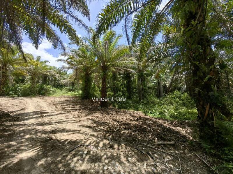 31 Acres Freehold Oil Palm Main Road Frontage Sang Lee Raub - 5