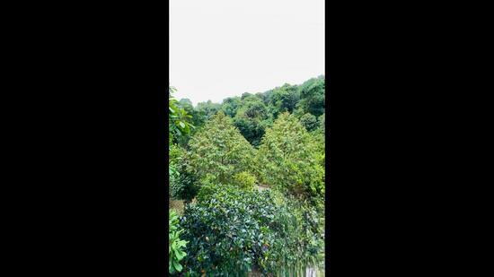 3-storey Terraced House at The Mansions - 4