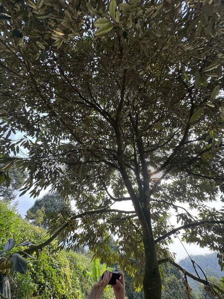 Bentong Raub 10 Acres Musang King Black Thorn Durian Farm For Sale. - 2