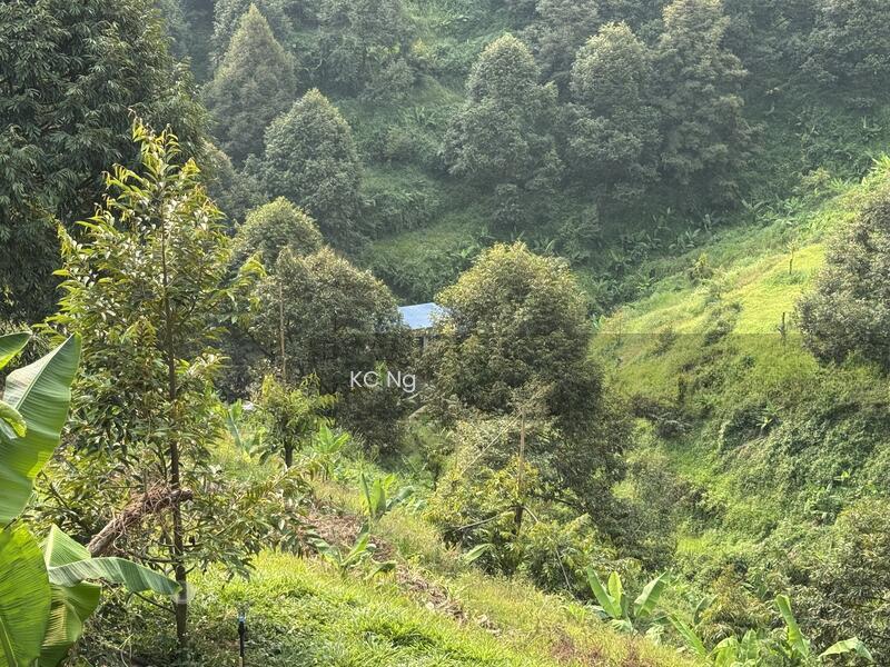 Bentong Raub 10 Acres Musang King Black Thorn Durian Farm For Sale. - 1