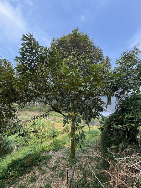 Bentong Raub 10 Acres Musang King Black Thorn Durian Farm For Sale. - 5
