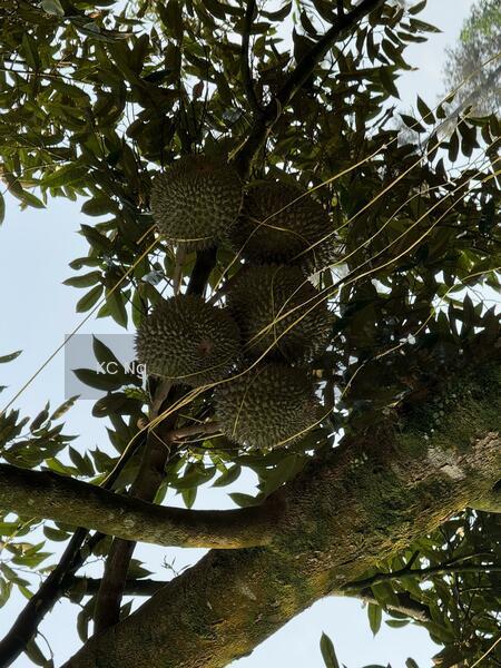 Bentong Raub 10 Acres Musang King Black Thorn Durian Farm For Sale. - 3