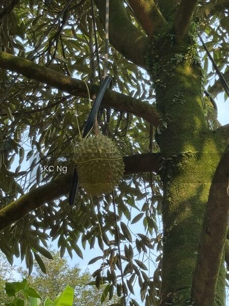 Bentong Raub 10 Acres Musang King Black Thorn Durian Farm For Sale. - 4