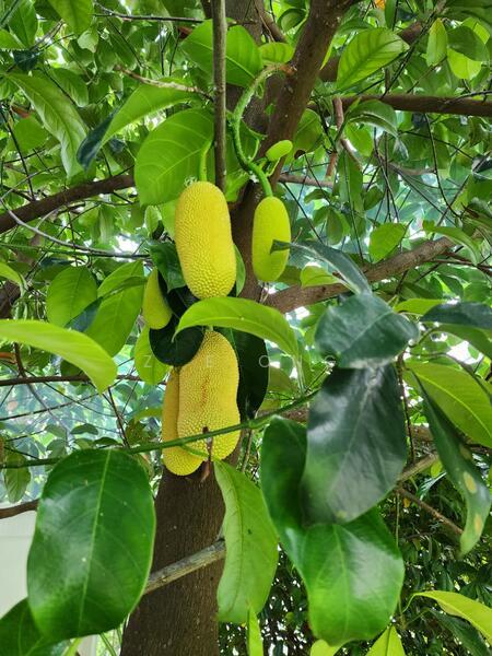 Section 6 @ Kota Damansara - 2