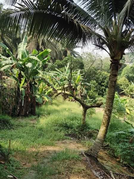 Plentong Plentongs Plentongs - 5