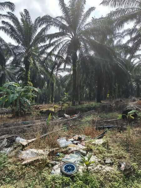 Plentong Plentongs Plentongs - 2