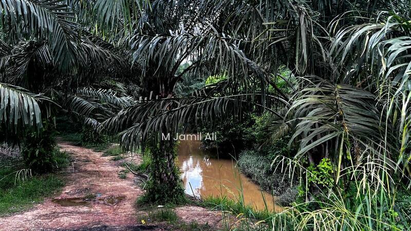 Agriculture land at Segamat - 5