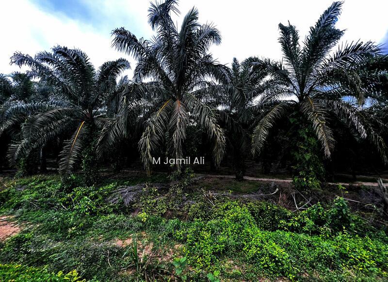Agriculture land at Segamat - 2