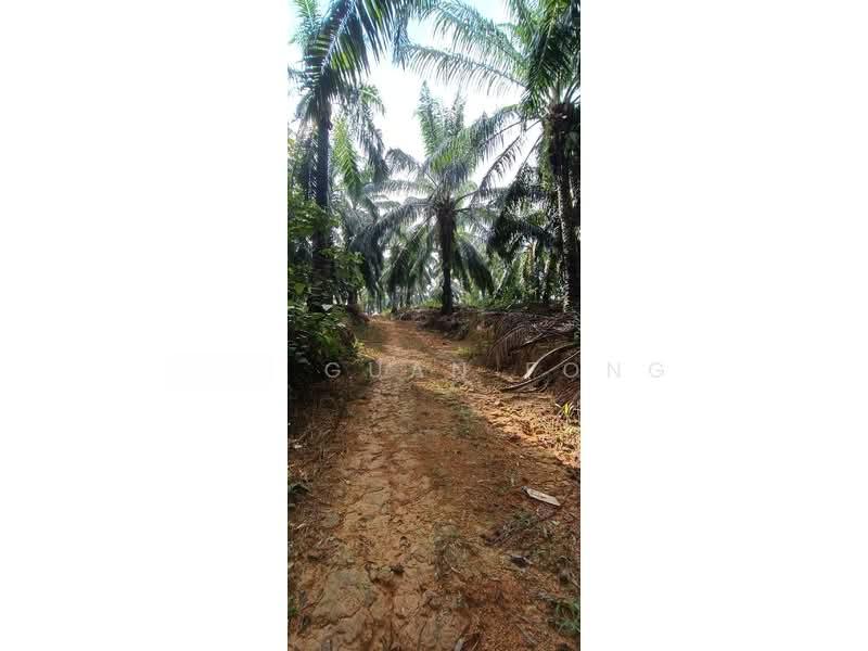 20.19 acre | Palm oil Plantation | Kuala Kangsar | Perak | for SALES | RM3.10 psf - 4