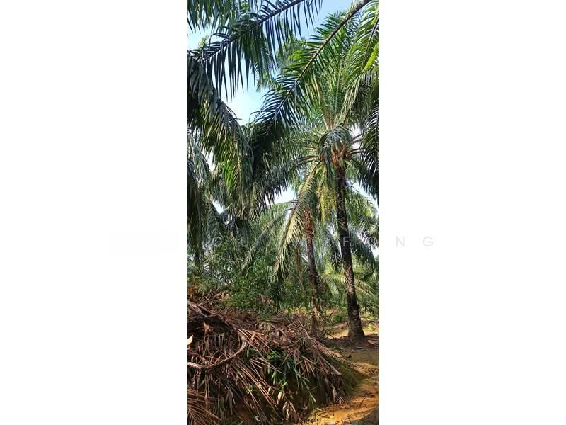 20.19 acre | Palm oil Plantation | Kuala Kangsar | Perak | for SALES | RM3.10 psf - 5