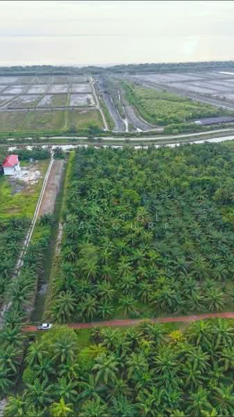 Tanah Pertanian Jalan Awanah Kuala Selangor - 1