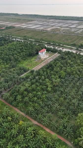 Tanah Pertanian Jalan Awanah Kuala Selangor - 5