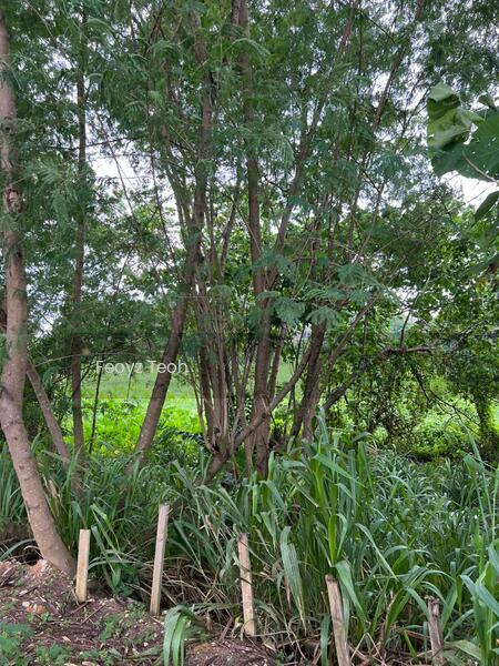 Development or Commercial Land, Jalan Song Ban Kheng, Bukit Mertajam - 2