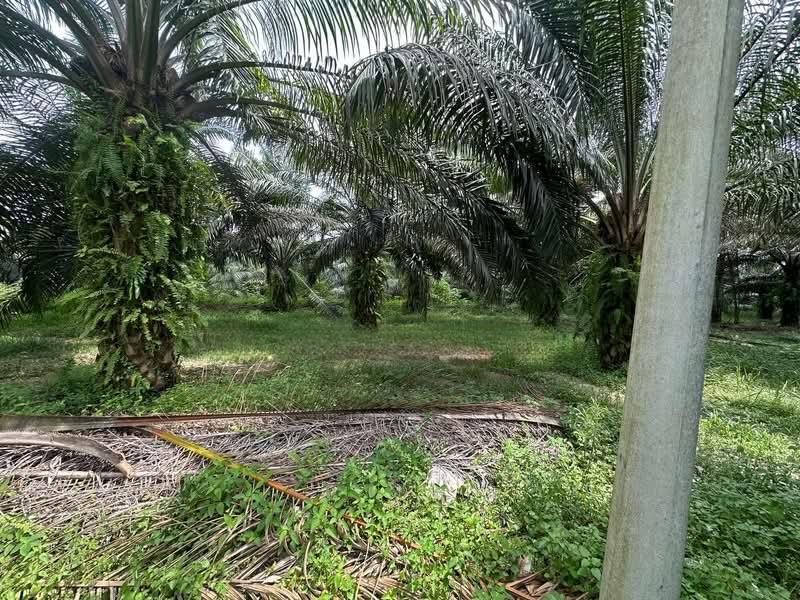 Kampar @ Jeram Agricultural Land - 3