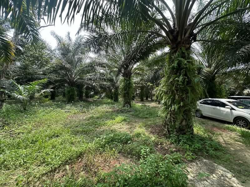 Kampar @ Jeram Agricultural Land - 4