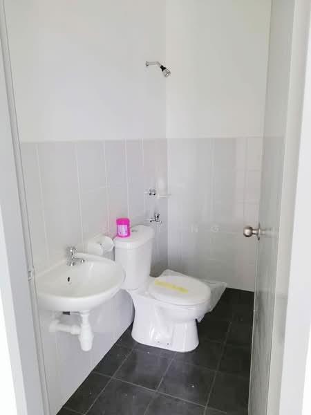 Aster pulai mutiara - 2