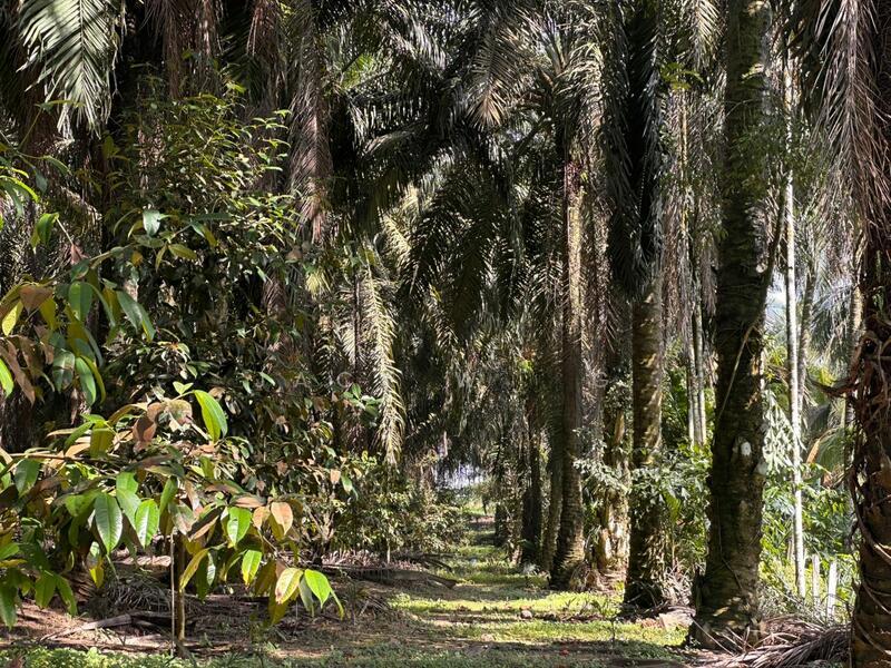 Sungai Tiram Sungais Tirams - 5