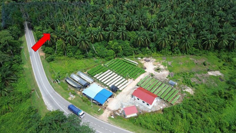 Linggi FREEHOLD BIG LAND Tanah Pertanian Jalan Linggi Negeri Sembilan - 4