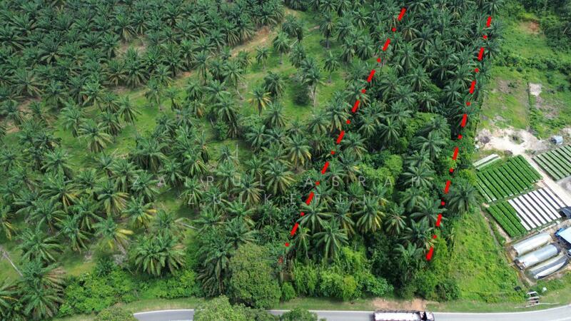 Linggi FREEHOLD BIG LAND Tanah Pertanian Jalan Linggi Negeri Sembilan - 1