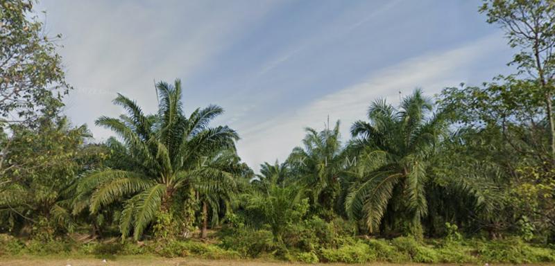 Freehold Oil Palm Plantation Land for Sale Kuala Langat - 2