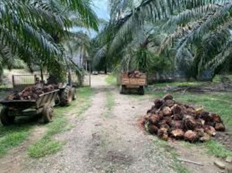 Freehold Oil Palm Plantation Land for Sale Kuala Langat - 1