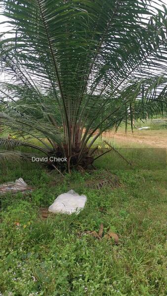 Cheap Deal // Existing Palm Oil // Near Kolej Uniti // 60 Acres - 1