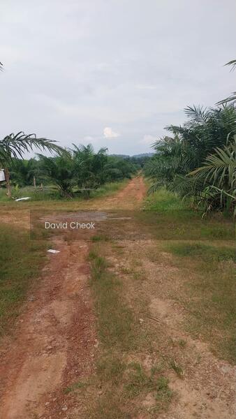 Cheap Deal // Existing Palm Oil // Near Kolej Uniti // 60 Acres - 5