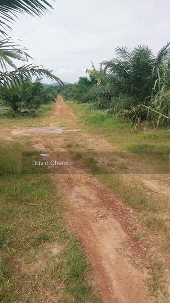 Cheap Deal // Existing Palm Oil // Near Kolej Uniti // 60 Acres - 4