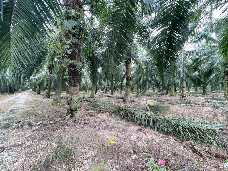 Kampung Sungai Serdang - 1
