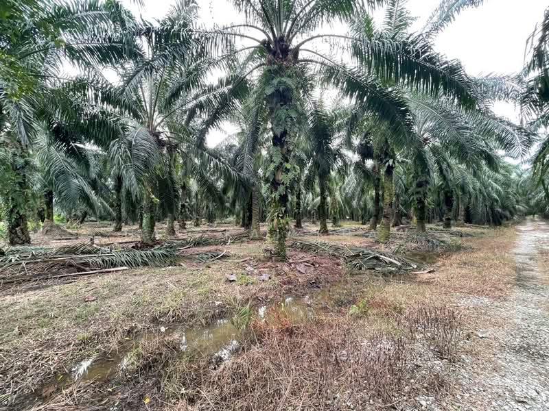 Kampung Sungai Serdang - 2