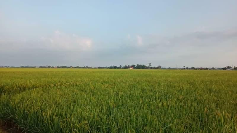 Tanah Sawah Padi - 2