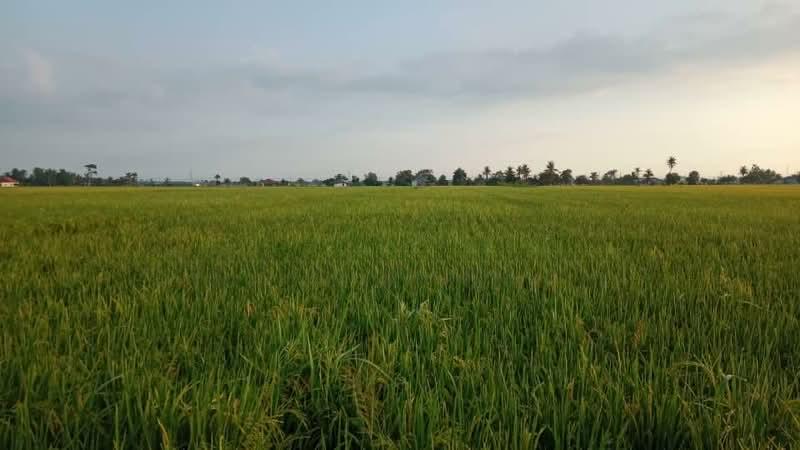 Tanah Sawah Padi - 1