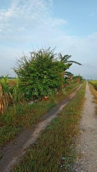 Tanah Sawah Padi - 3