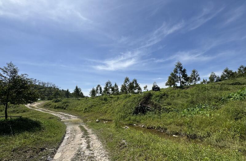 Gerik Perak Durian Farm For Sale, Freehold, Musang King Black Thorn Planted. - 2