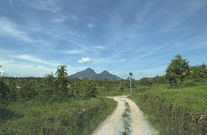 Gerik Perak Durian Farm For Sale, Freehold, Musang King Black Thorn Planted. - 1