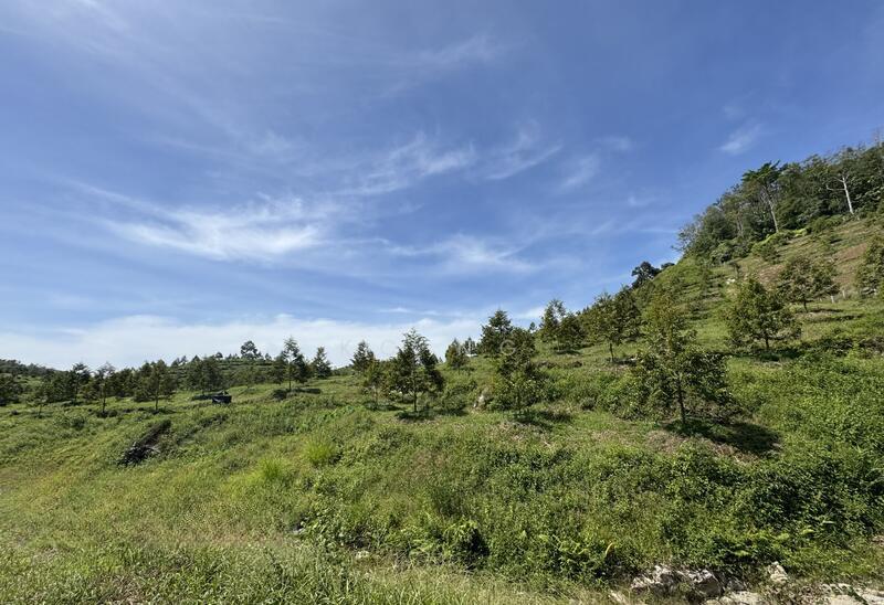 Gerik Perak Durian Farm For Sale, Freehold, Musang King Black Thorn Planted. - 4