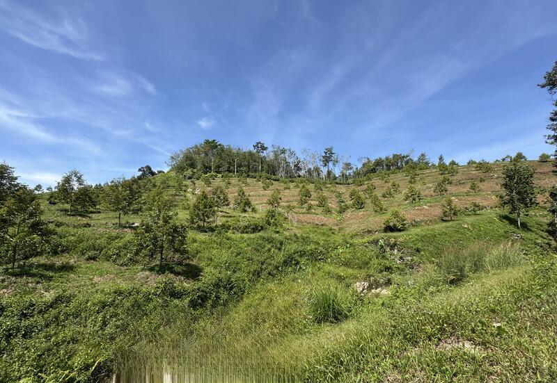 Gerik Perak Durian Farm For Sale, Freehold, Musang King Black Thorn Planted. - 3