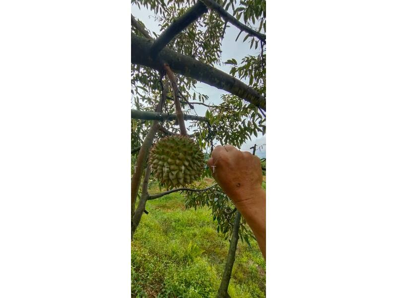 Agriculture Land Matured Durian Tree Fruit tree at Jelebu Pantai Sikamat Seremban - 5
