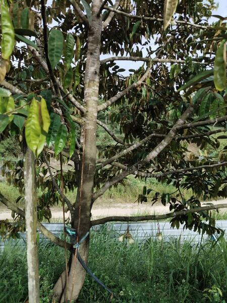 Agriculture Land Matured Durian Tree Fruit tree at Jelebu Pantai Sikamat Seremban - 3