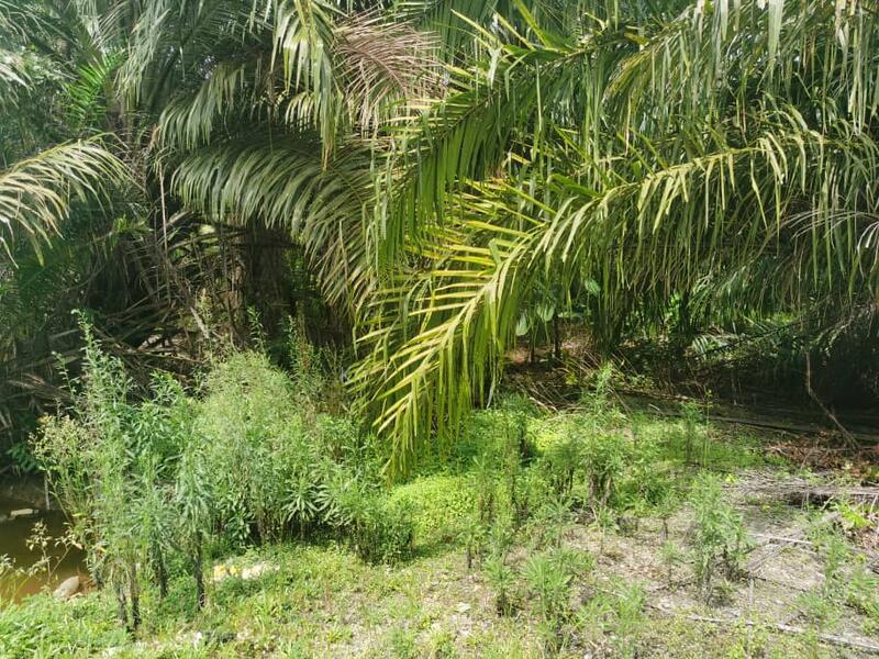 Seri Cheeding Jenjarom Banting - 2