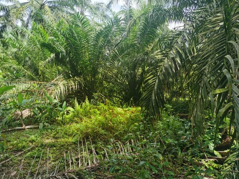 Seri Cheeding Jenjarom Banting - 4