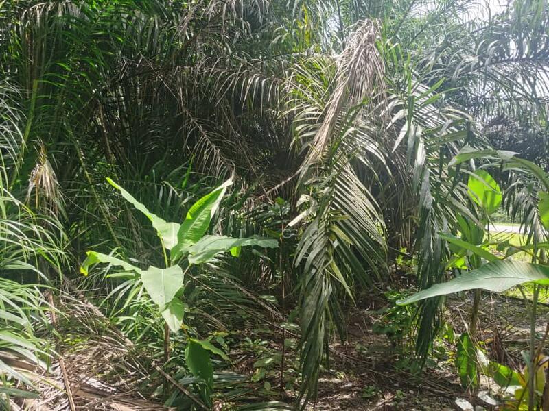 Seri Cheeding Jenjarom Banting - 5