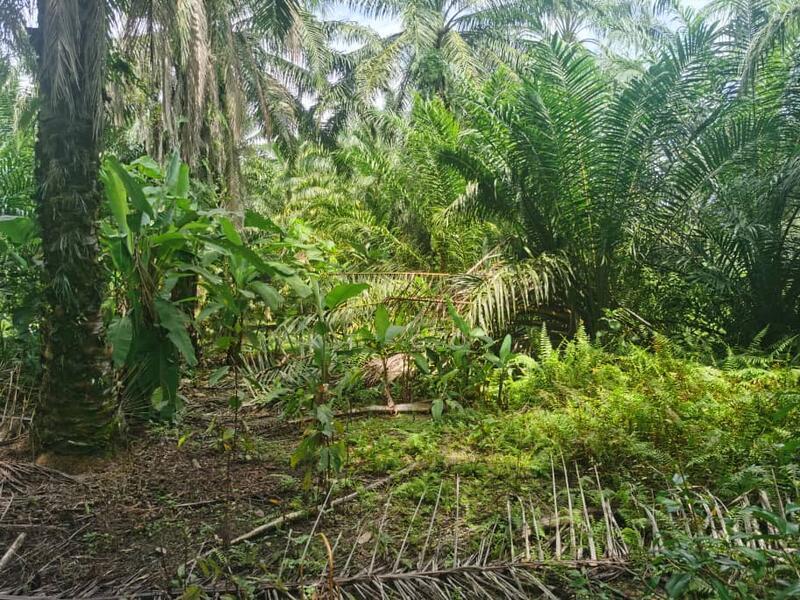 Seri Cheeding Jenjarom Banting - 1