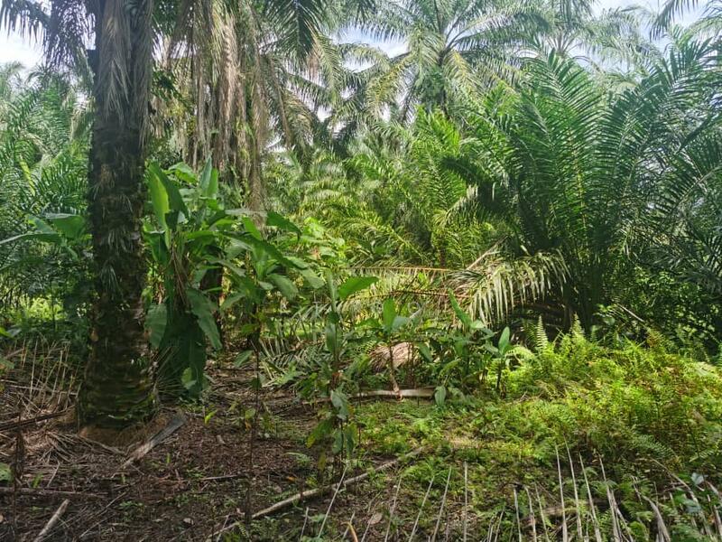 Seri Cheeding Jenjarom Banting - 3